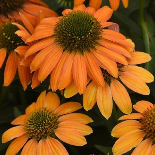 Echinacea lakota - echinacea,
