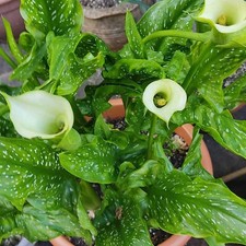 Zantedeschia Albomaculata - 10