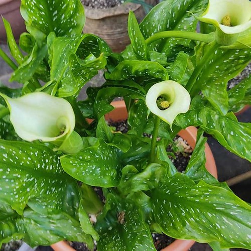 Zantedeschia albomaculata 10 - albomaculata,