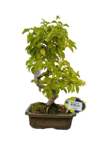 Chinese privet trunk style - s,