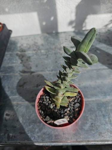 Crassula falcata succulent - crassula,