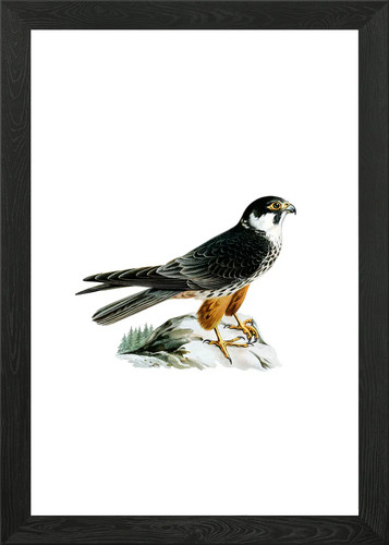 Eurasian hobby falcon - hobby,