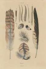 BIRD FEATHERS. Plumes 1833 old