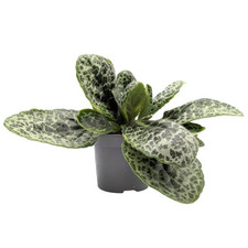 Streptocarpus Pretty Turtle |