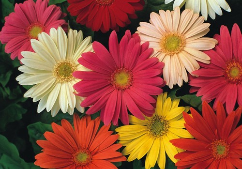 Gerbera jamesonii hybrid - 50,