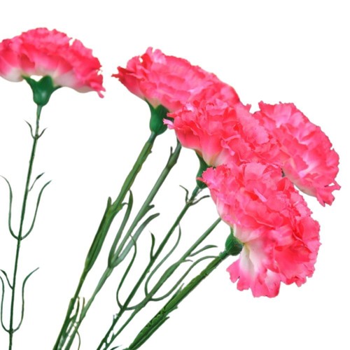 Single premium carnation - premium, stem