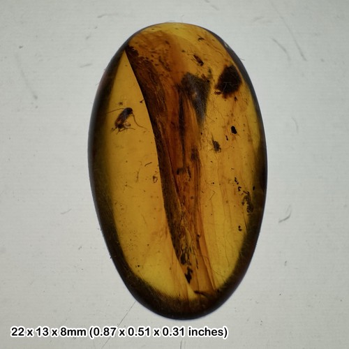 Burmese cretaceous amber