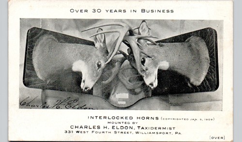 Taxidermist advertising - taxidermist,