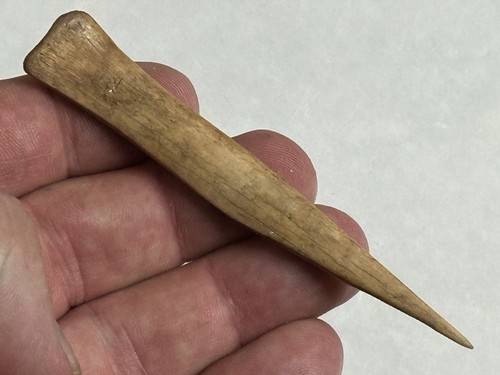 Amazing polished deer bone - deer,