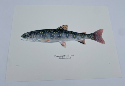 Two prints fingerling brook - prints,,