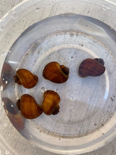 Chestnut mystery snails - 3,