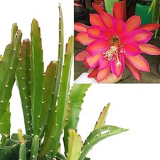 Epiphyllum Sarah Courant Orchid Cactus – House Plant Rooted cutting 5-6in