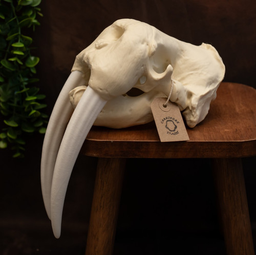 Walrus skull replica marine - walrus,