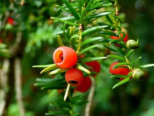 English yew tree seeds - english, |