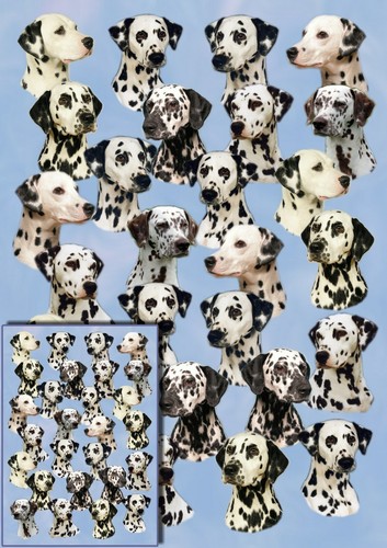 Dalmatian dog wrapping - dalmatian, paper