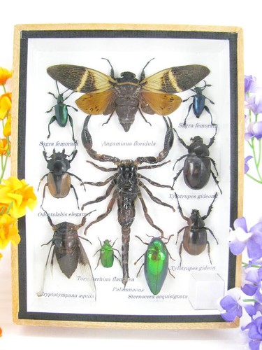 Very beautiful insects medium - beautiful, -medium