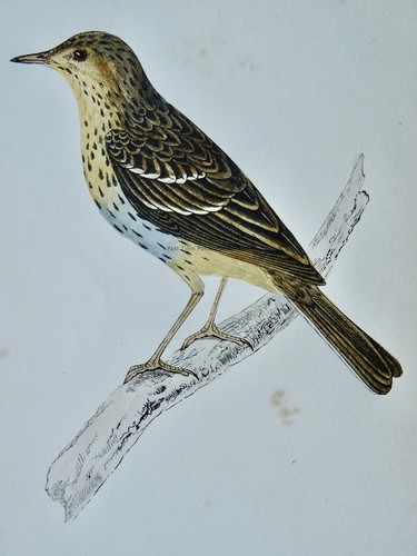 C1867 antique bird print - print, tree