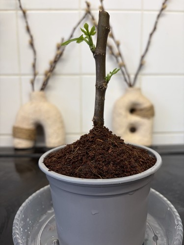 Rooted fig cutting - rooted, –