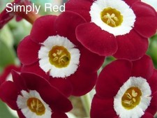 Primula auricula plants -