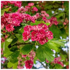 Midland Hawthorn Paul's