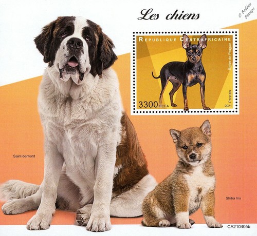 Dogs bernard prague - (st, bernard/prague