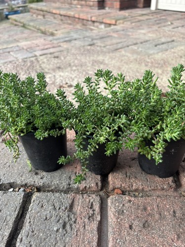 Sedum album white - -,