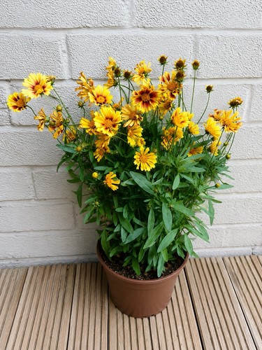 Coreopsis bright yellow - coreopsis,