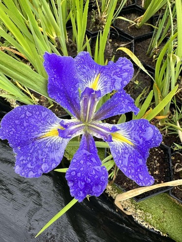 Heather stream iris live pond - iris,
