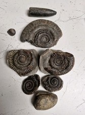 British fossils 6 - british,