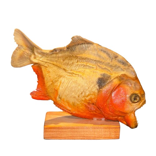 Vintage taxidermy piranha fish - piranha,