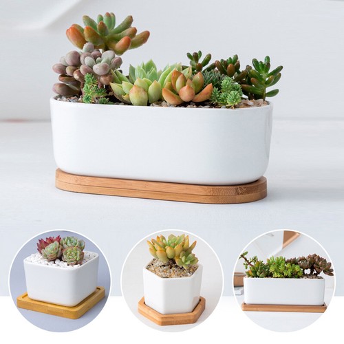 White ceramic succulent plant - white,