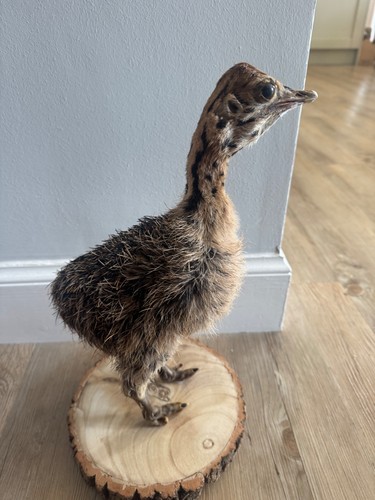 Taxidermy baby ostrich - baby,