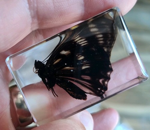 Real butterfly bug insect - real,