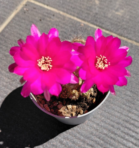 Chamaelobivia paolinae - chamaelobivia, "paolinae"