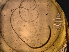 VINTAGE MICROSCOPE SLIDES OF PARASITES: WHIPWORM TRICHURIS WORM AND EGGS