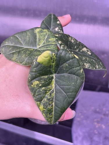 Alocasia maharani albo - maharani,