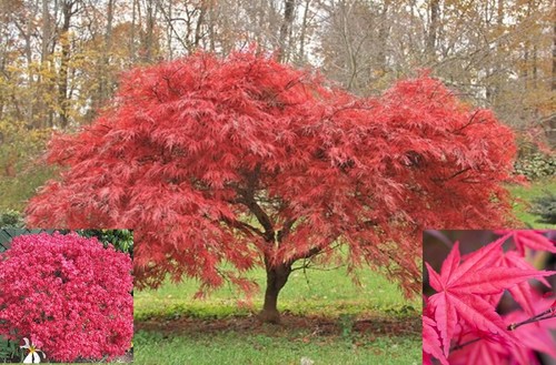 Japanese maple acer tree - tree, plant