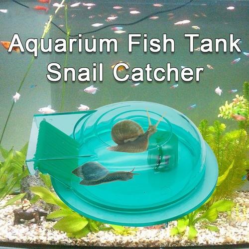 Aquarium snail remover - snail,
