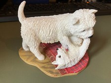 Westie - Pup Licking Adult -