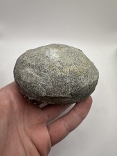 Large Fossil hadrosaur