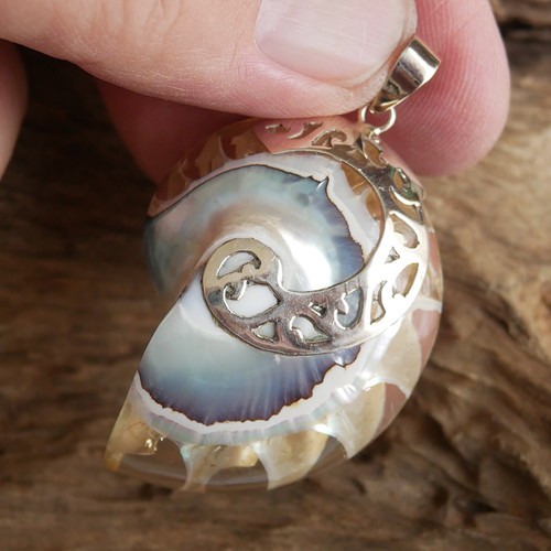 Large clear nautilus shell - clear,
