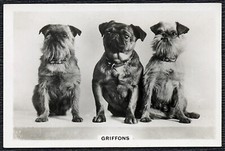 BRUSSELS GRIFFON SENIOR SERVICE DOGS SERIES 1939 DOG CIGARETTE CARD #7