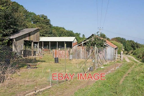 Photo pheasant breeding pens - pheasant,