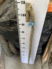 HAZEL SHANK WALKING STICK KNOB  Lot 15