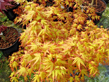 Japanese Maple. Acer Palmatum