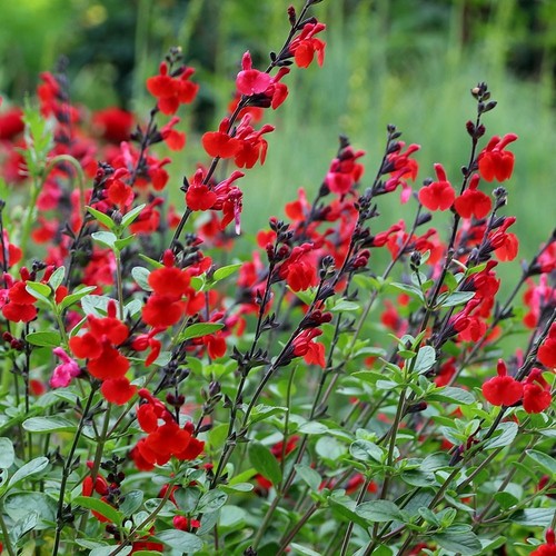 Salvia royal bumble - bumble, hardy