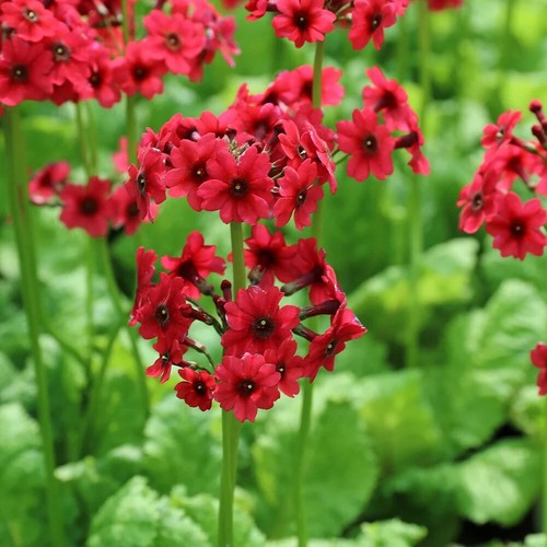 Primula japonica millers - japonica,
