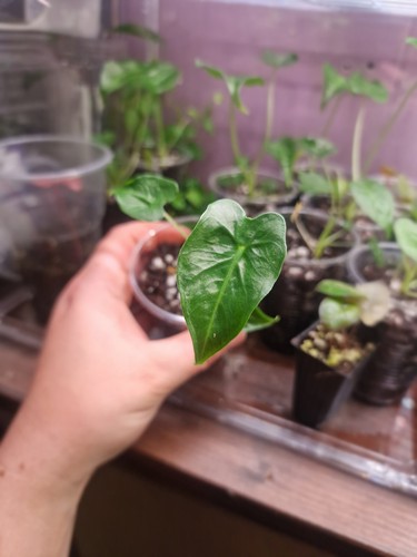 Alocasia frydek tattoo - frydek,