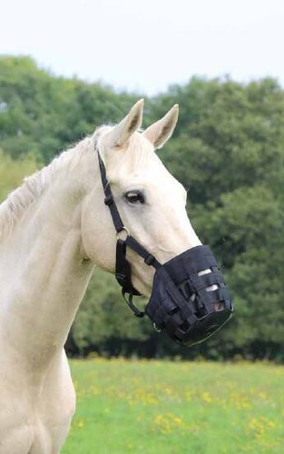 New shires comfort grazing - comfort,