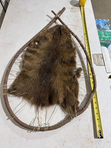 Beaver pelt - beaver,